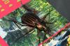 Carabus auratus